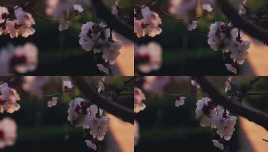移动轨道拍摄夕阳背景的杏花系列高清在线视频素材下载