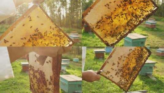 养蜂人从蜂巢中取出蜂板高清在线视频素材下载