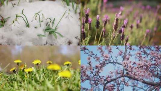 冰雪消融春天的花朵盛开高清在线视频素材下载