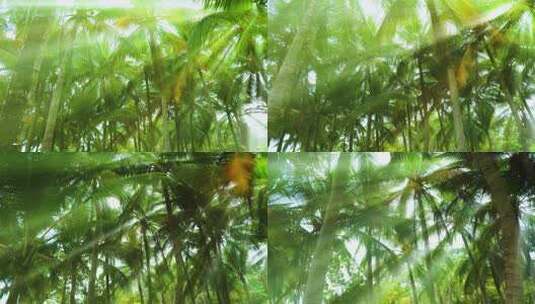 阳光树林 椰树林 椰梦长廊 丁达尔效应高清在线视频素材下载