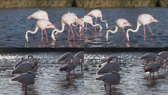 沼泽中的火烈鸟慢动作动物群湖泊高清在线视频素材下载