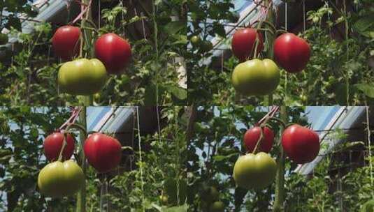番茄 西红柿 (7)高清在线视频素材下载