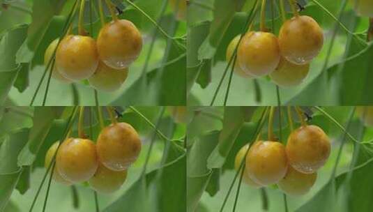 雨中银杏树上的白果高清在线视频素材下载