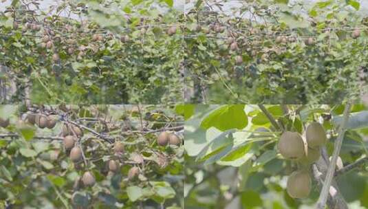 猕猴桃水果种植高清在线视频素材下载