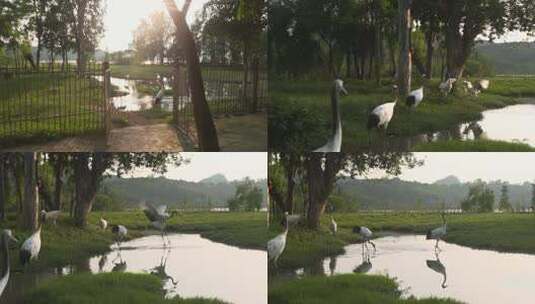 4kl1广东肇庆星湖国家湿地公园丹顶鹤2高清在线视频素材下载