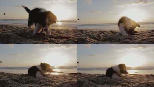 狗子在沙滩玩耍高清在线视频素材下载