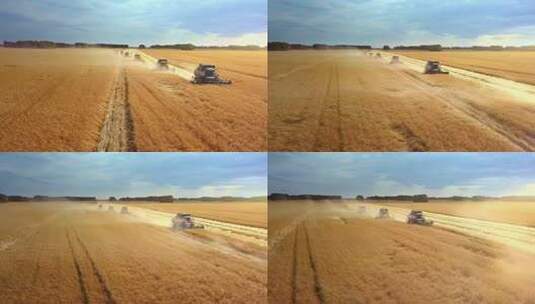 小麦丰收航拍高清在线视频素材下载