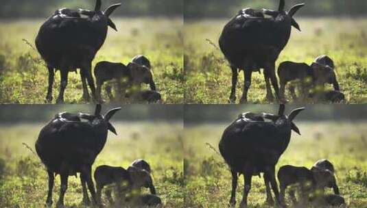 草地上吃草的黑色山羊高清在线视频素材下载
