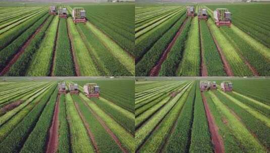 农业机械在农田中收割高清在线视频素材下载