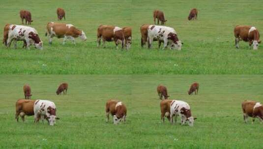 草原上正在吃草的牛群高清在线视频素材下载