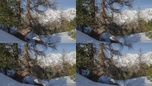 冬季阿尔卑斯山脉的阳光森林高清在线视频素材下载