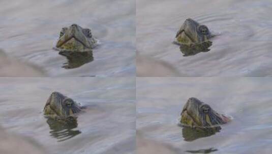 乌龟头冒出水面特写高清在线视频素材下载