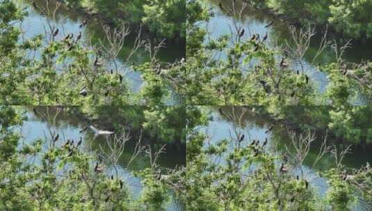 湿地河流树林水鸟高清在线视频素材下载