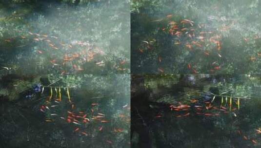 鱼群戏水游动金色锦鲤金鱼游动高清在线视频素材下载