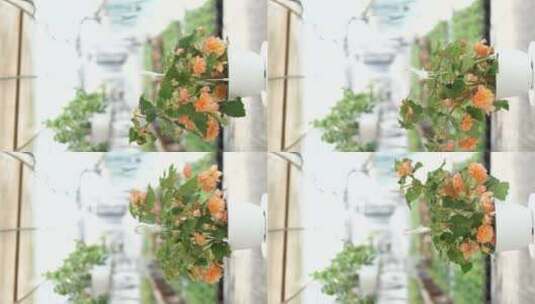 模糊背景下带花的垂直360度产品视频高清在线视频素材下载