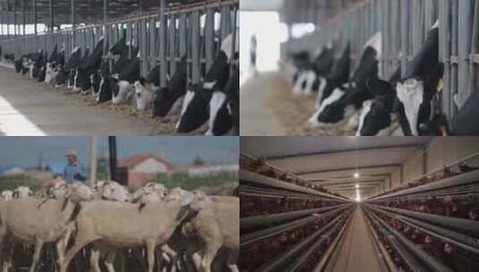 牛羊鸡养殖高清在线视频素材下载