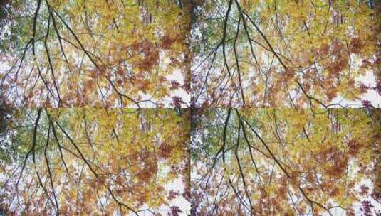 秋天金黄的树叶高清在线视频素材下载