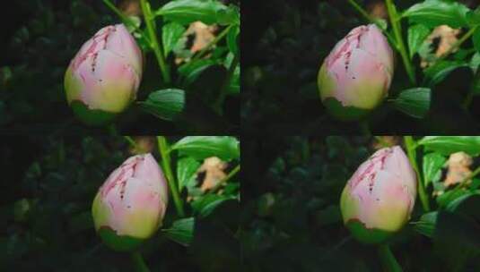 粉红色的花蕾高清在线视频素材下载