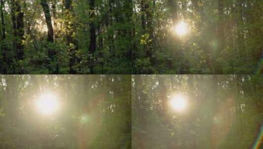阳光照射森林树木高清在线视频素材下载