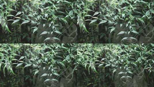 无锡锡惠公园内的植物盆景特写高清在线视频素材下载