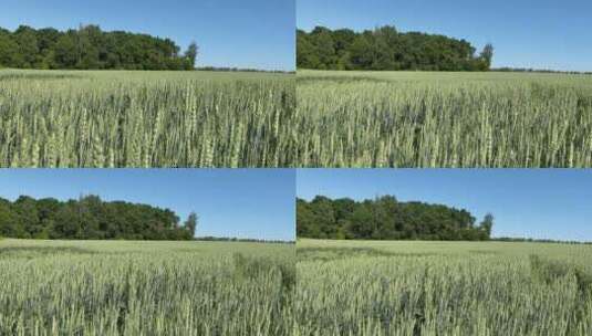 田野里的小麦随风摇动高清在线视频素材下载