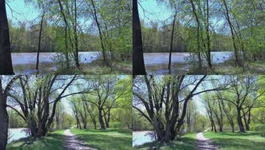 河流和林间小路高清在线视频素材下载