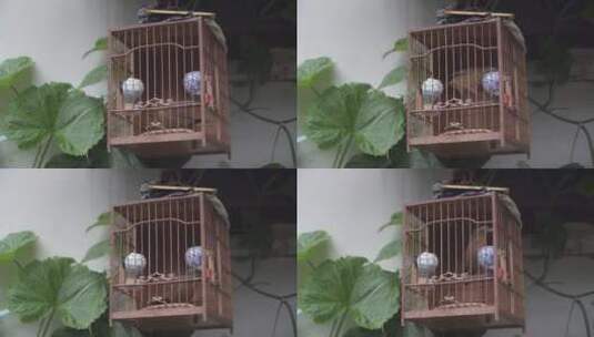 鸟笼里的鸟高清在线视频素材下载