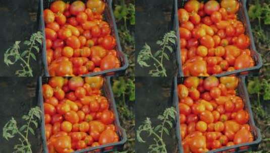 一筐新鲜的番茄高清在线视频素材下载