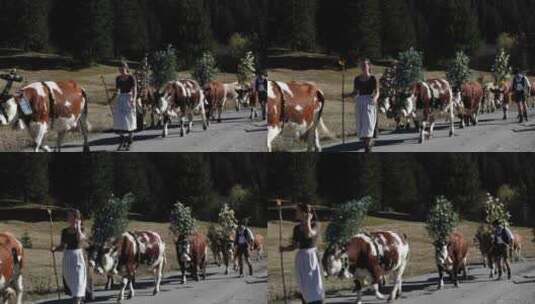 泰罗尔牛沿着阿尔卑斯山行走高清在线视频素材下载