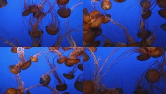 成群的水母高清在线视频素材下载