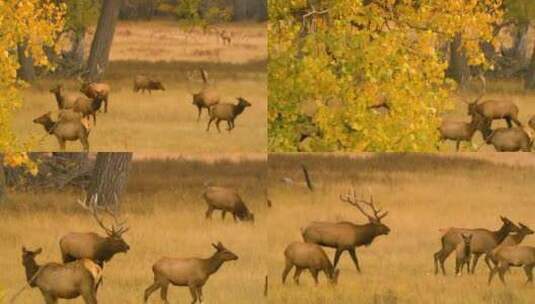 北美森林草地上的麋鹿群高清在线视频素材下载