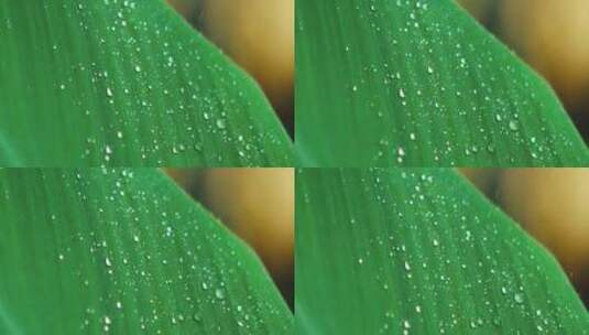 绿植上滴落的雨滴高清在线视频素材下载