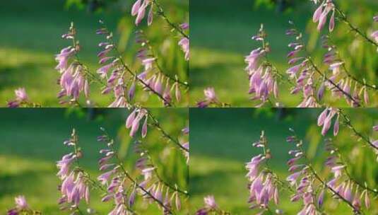 清晨阳光下花园里带露珠的摇曳的粉色花朵高清在线视频素材下载