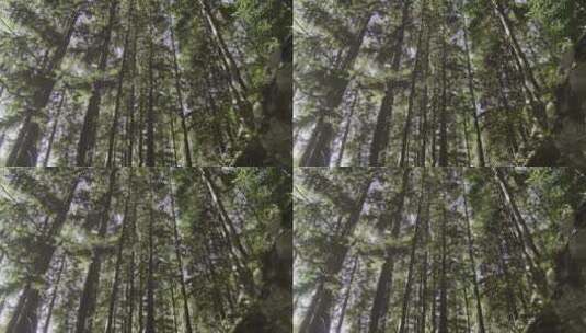 低角度拍摄森林高清在线视频素材下载