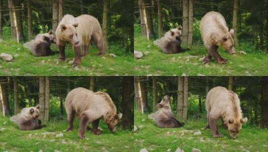 棕色母熊和小熊在森林里高清在线视频素材下载