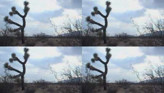 荒漠植物景观高清在线视频素材下载