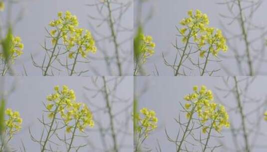 油菜花菜花高清在线视频素材下载