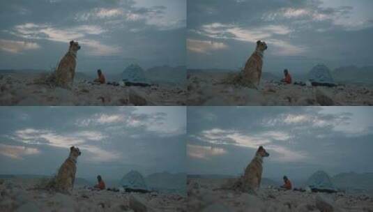 男人和狗在沙漠露营高清在线视频素材下载
