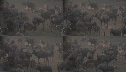 野生鹿群活动栖息情况素材高清在线视频素材下载