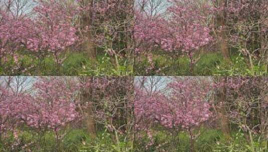 济南百花公园春天赏玉兰花、桃花高清在线视频素材下载