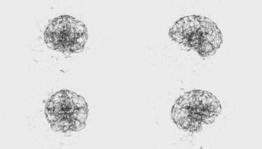 医学 大脑 脑科学 三维 脑ct1 模型高清在线视频素材下载