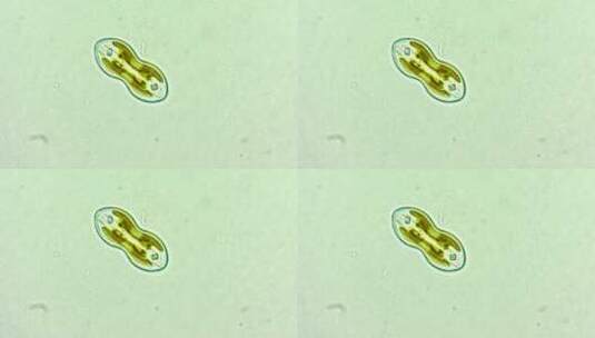 显微镜下的硅藻高清在线视频素材下载