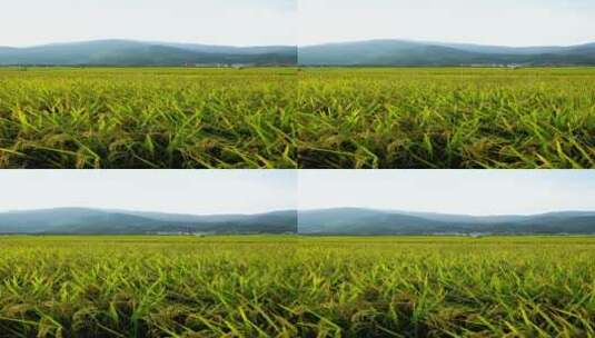 秋天的乡村稻田竖版4k高清在线视频素材下载