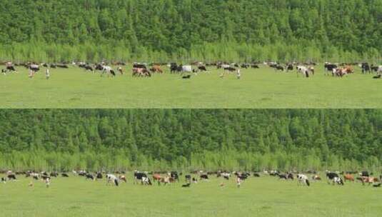 呼伦贝尔草原山地牧场牛群高清在线视频素材下载