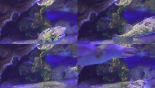 海缸水族河豚观赏鱼高清在线视频素材下载