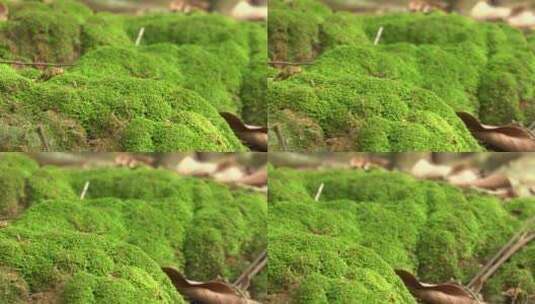 苔藓植物门高清在线视频素材下载