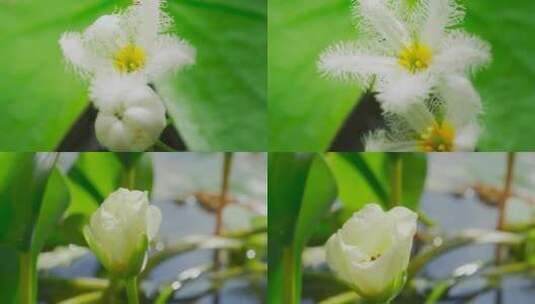 白色小花开花延时风景春天来了高清在线视频素材下载
