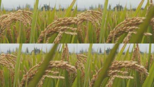 水稻稻田稻穗高清在线视频素材下载