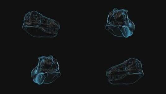 霸王龙的头骨三维模型高清在线视频素材下载