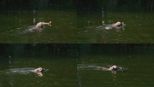 小狗在水里游泳高清在线视频素材下载